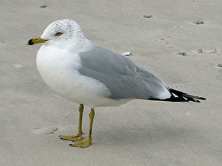 Photo of a gull.