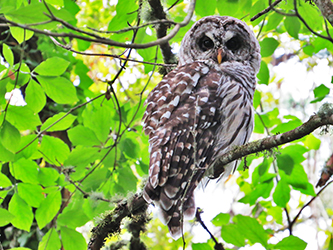 Photo of an owl perched in a tree.