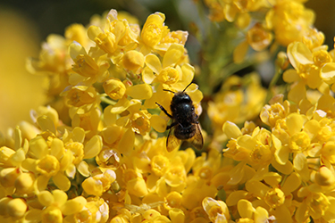 Photo of a Mason Bee on yellow flowers.