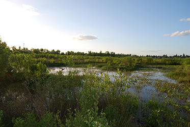 Photo of Jackson Bottom Wetlands.