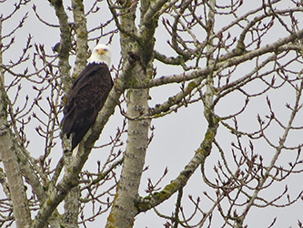 Photo of a bald eagle perched in a tree.