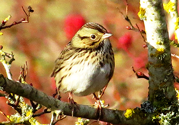 Photo of a small brown bird.