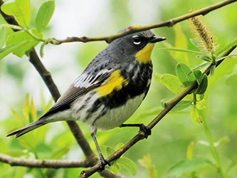 Photo of a small bird perched on the branches of a tree.