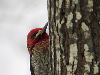 Photo of red-headed bird.