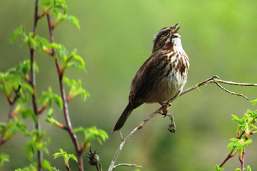 Photo of a song bird perched in a tree.