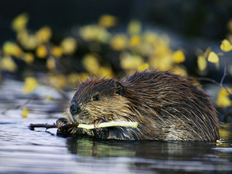 Photo of a beaver in the water chewing on a twig.