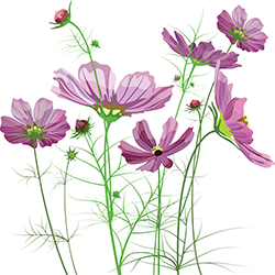 Photo of a drawing of lavender wild flowers.