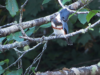 Photo of a bird perched in a tree.