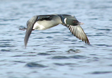 Photo of a bird flying over water.