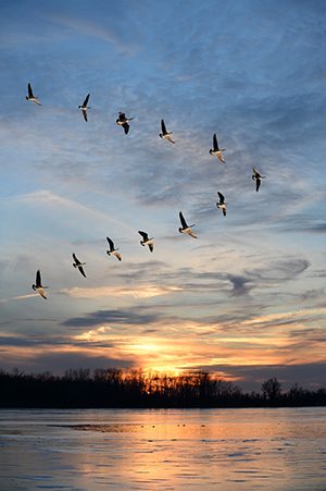 Photo of birds flying over the water at sunset.