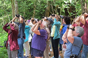 Photo of a group of people looking in the sky at birds through binoculars.