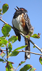 Photo of a Spotted Towhee singing.