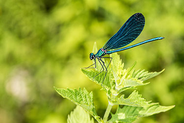 Photo of a Dragonfly.