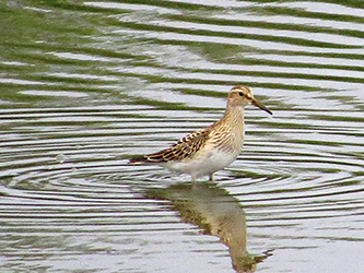 Photo of a Shorebird.