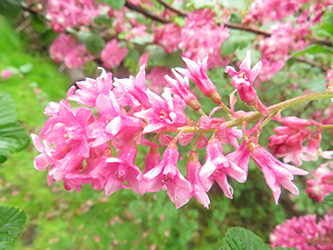 Photo of Currant in bloom.