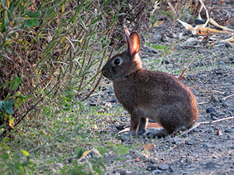 Photo of a Brush Rabbit.