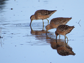 Photo of Dowitcher birds.