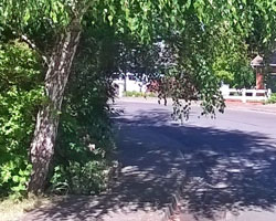 Overgrown vegetation in the right of way