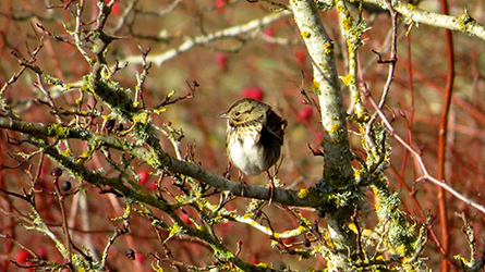 Photo of a Lincoln Sparrow.