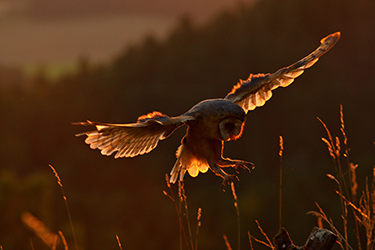 Barn Owl flying at sunset.