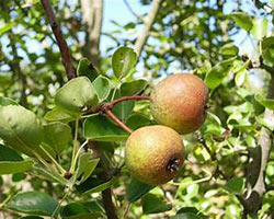 Two apples grow on a branch