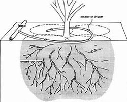 A soaker hose is placed on the ground in a circle around the roots of a tree