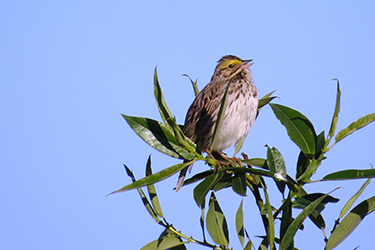 Photo of bird perched in a tree branch.