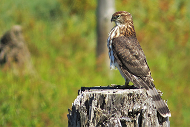 Bird perched on a tree stump.