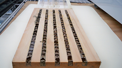 Photo of Mason Bee Cocoons in tray.