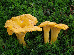 Photo of mushrooms.