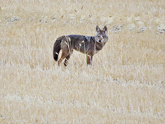 Photo of coyote in a field.