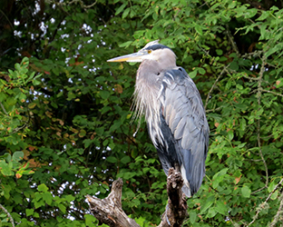 Photo of a Great Blue Heron.