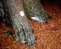 Mulch surrounds a tree trunk