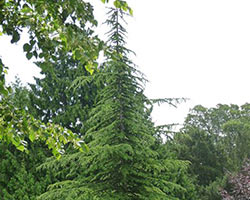 A coniferous pine tree stands tall in a forest