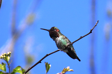 Photo of an Anna's hummingbird perched on a small branch.