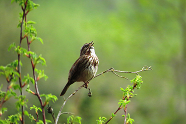 Song Sparrow Singing.