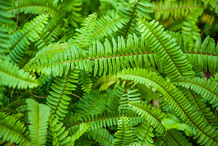 Photo of green ferns.