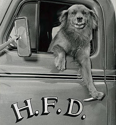 Hillsboro Fire No.3 Dog