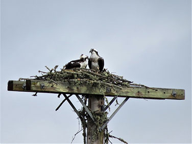 A pair of osprey in their nest.