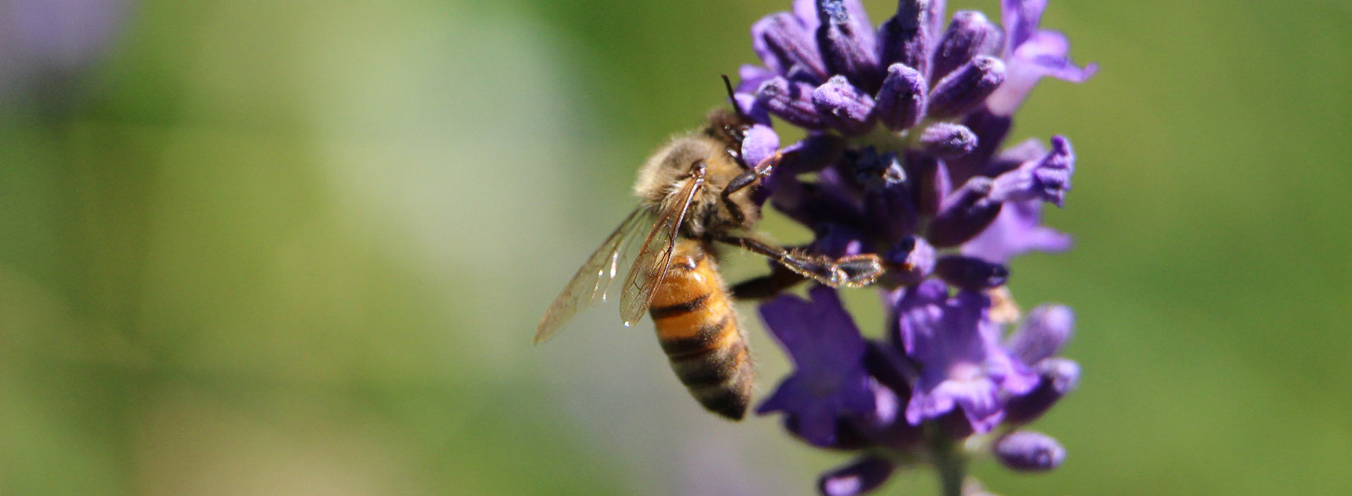 A bee lands on a purple flower