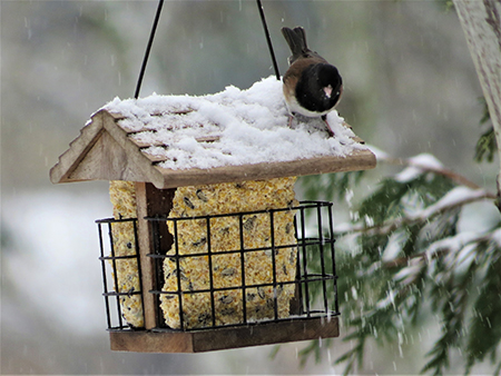 Bird on snowy bird feeder.