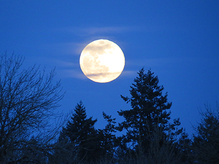 Full moon over silhouette trees.