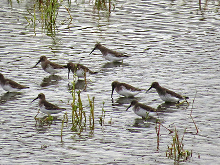 Flock of Shorebirds in shallow water.