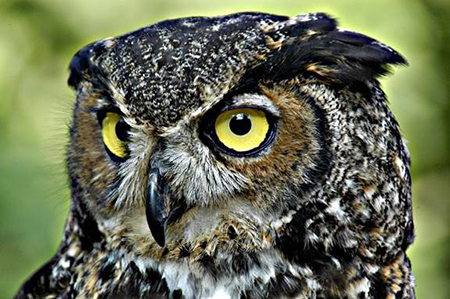 Great Horned Owl.