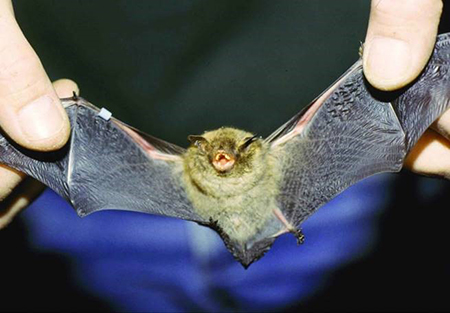 Bat with wings spread out.