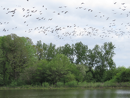 Geese flying above the wetlands.