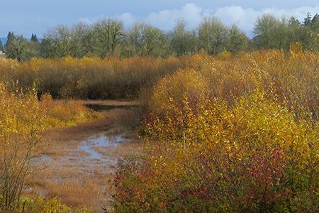 Jackson Bottom Wetlands in the fall.