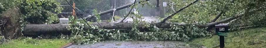 Downed-tree-and-powerline