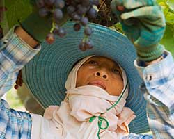 A woman inspects grapes at a vineyard