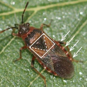 Adult elm seed bug with triangle marking and white stripes indicated